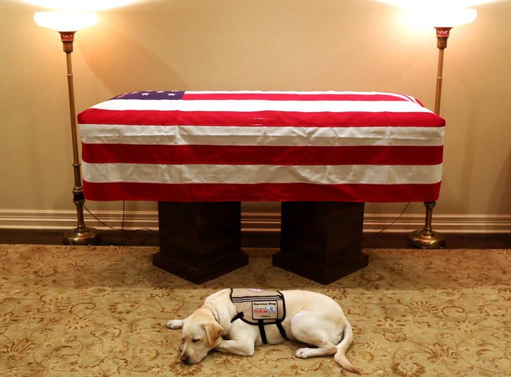This Sunday, Dec. 2, 2018 photo, Sully, President George H.W. Bush's service dog lies in front of his casket in Houston. The 41st president died Friday at his home in Houston at 94. (Evan Sisley/Office George H.W. Bush via AP)